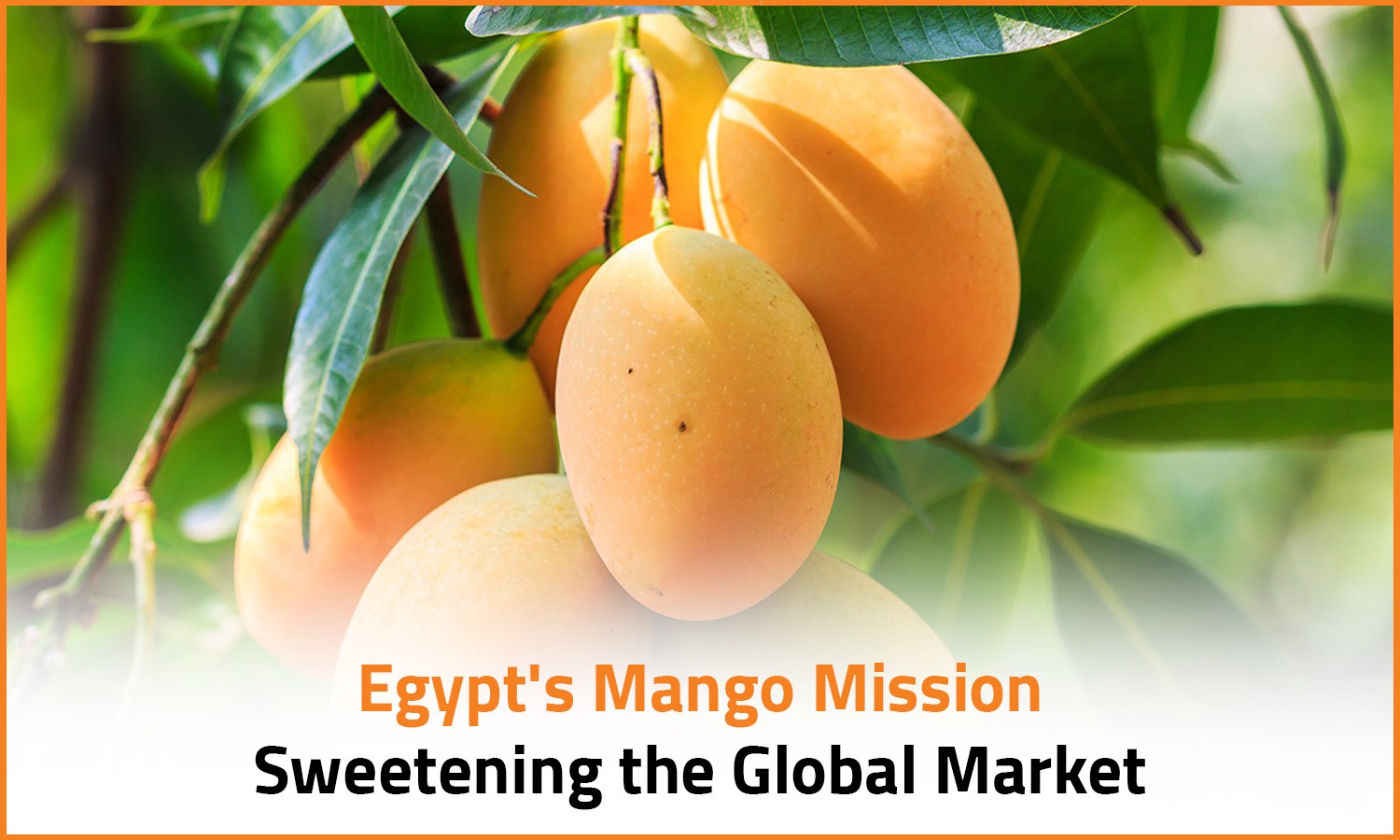 Egypt's Mango Mission: Sweetening the Global Market